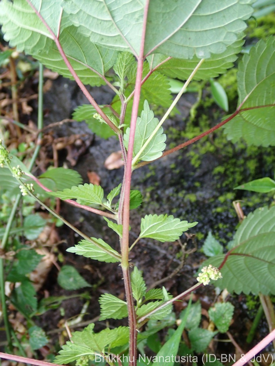 Laportea interrupta (L.) Chew